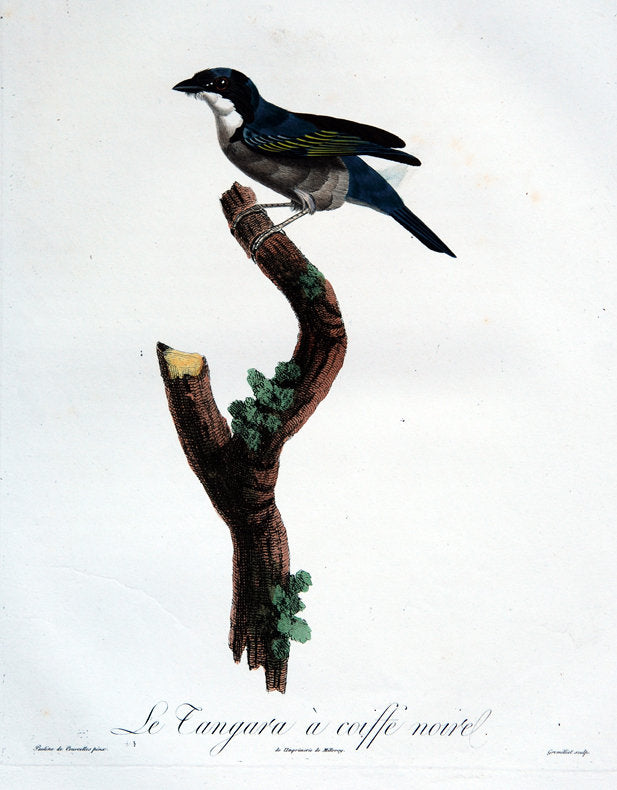 Antique Art Print Watercolor of Birds by Pauline de Courcelles circa 1