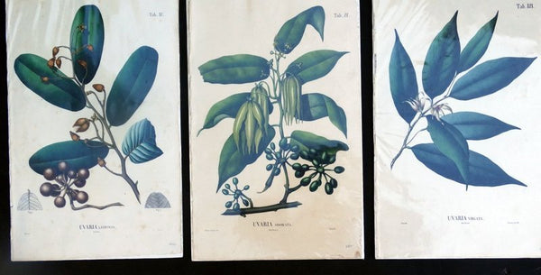 Set of Six Antique Botanical Lithographs by Guillaume Severeyns circa 1830 (19th century).