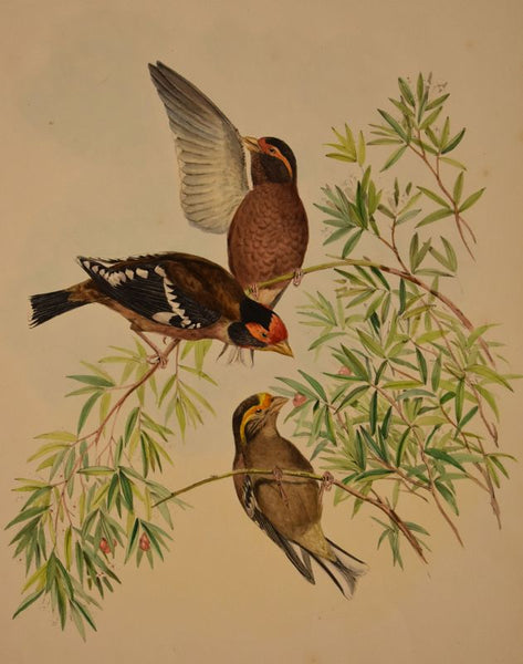 Spectacled Finch Lithograph by Gould and Richter