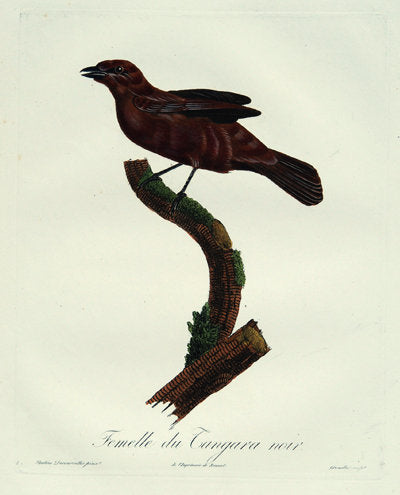 Antique Art Print Watercolor of Birds by Pauline de Courcelles circa 1805 (19th century), Paris, France.