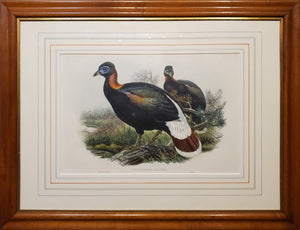 Framed Antique Art Print of a Pheasant of the East Himalayas circa 1800s (19th century).